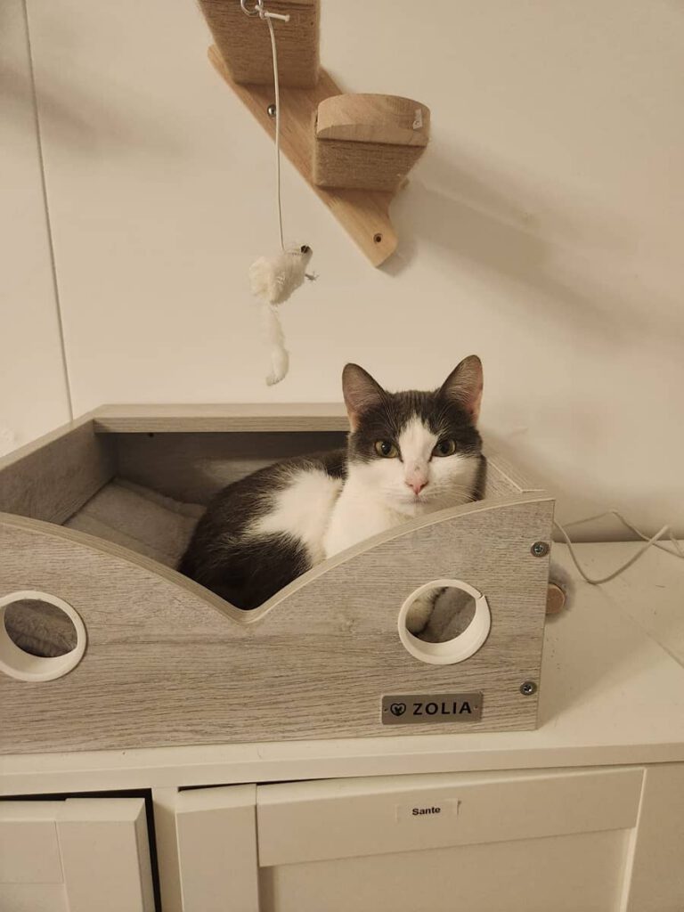 Précieuse, un de nos chats à l'adoption, dans son petit lit douillet